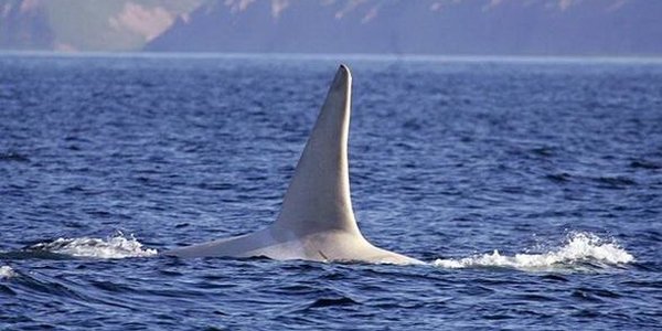 Белые косатки стали появляться в водах Дальневосточных морей