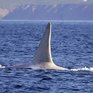 Белые косатки стали появляться в водах Дальневосточных морей