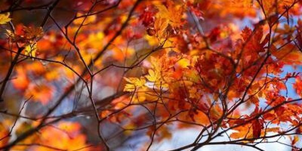 Какая погода ожидается в Приморье в октябре?