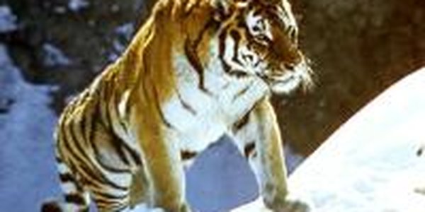 Конфликт между человеком и тигром возник в Приморье