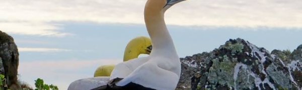 Олуша по имени Найджел — самая одинокая птица на свете