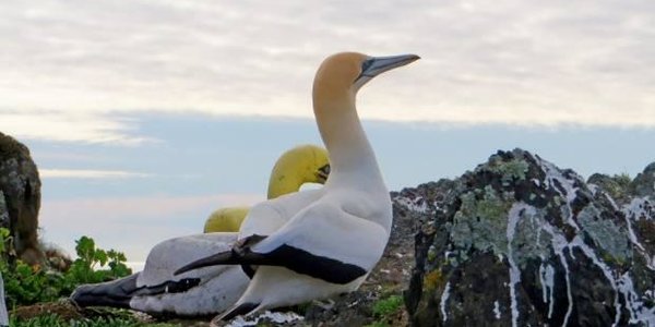 Олуша по имени Найджел — самая одинокая птица на свете