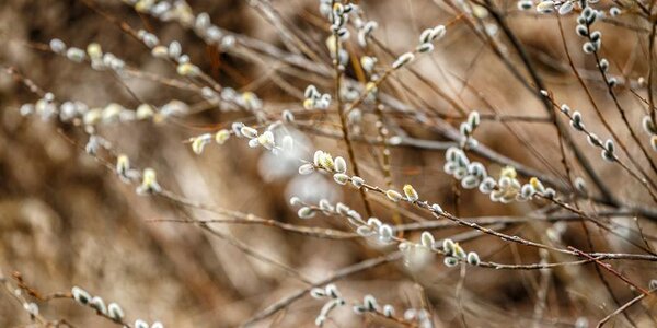 В первые весенние выходные положительная аномалия температур местами в Приморье составила 6 – 7 градусов