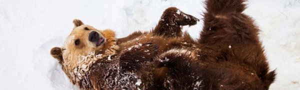 Аномальная весна разбудила медведей на 2 недели раньше обычного