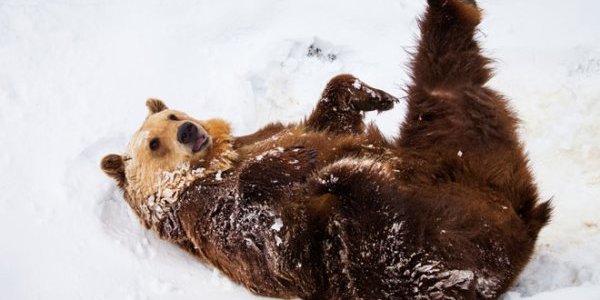 Аномальная весна разбудила медведей на 2 недели раньше обычного