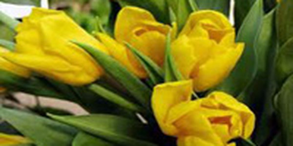 Температура воздуха в первой декаде апреля в Приморье была близка к норме 