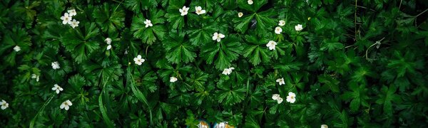 Циклон принесёт дожди в Приморье в среду