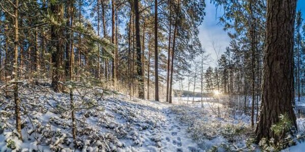 Аномальный Новый год: каким будет январь в России