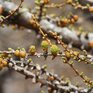 Апрель в Сихотэ-Алинском заповеднике: весенний аромат первых листочков