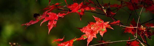 Какой будет погода в Приморье на следующей неделе, рассказали синоптики