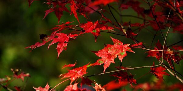 Какой будет погода в Приморье на следующей неделе, рассказали синоптики