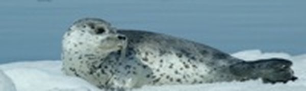 В акватории Владивостока появились нерпы-ларги