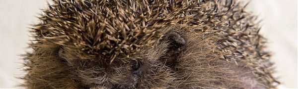 В Британии ежа посадили на диету из-за неспособности свернуться в клубок