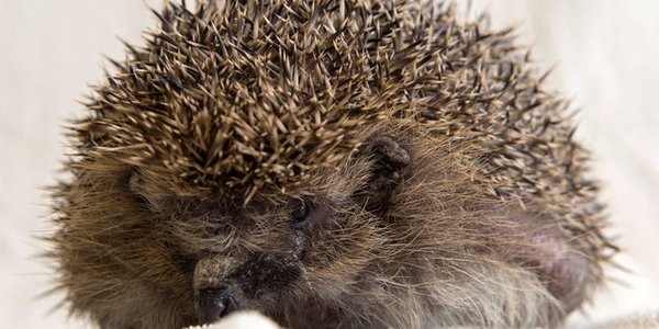 В Британии ежа посадили на диету из-за неспособности свернуться в клубок