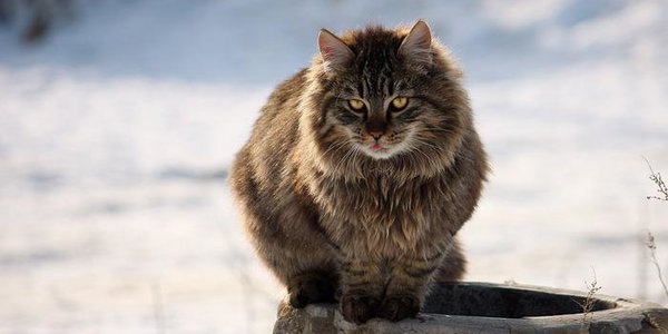 Самым холодным днём недели в Приморье станет 7 февраля