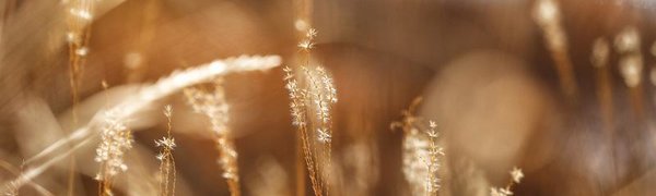 Январь в Приморье оказался экстремально тёплым и сухим