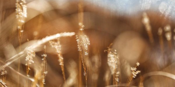 Январь в Приморье оказался экстремально тёплым и сухим
