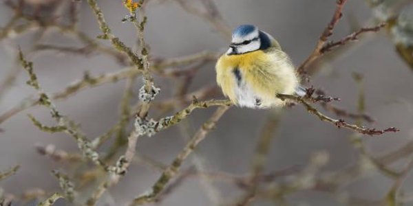 Глобальное потепление делает синиц жестокими убийцами