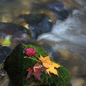 Красота осеннего Приморья: сентябрь в Сихотэ-Алинском заповеднике