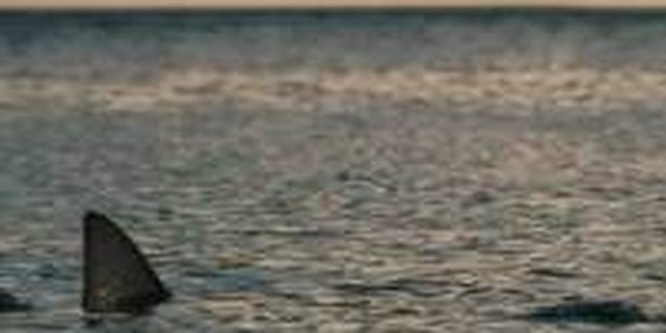  Начат сбор средств в помощь Денису Удовенко, ставшему жертвой акулы