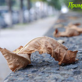 Листья желтые над городом кружатся (ФОТО)