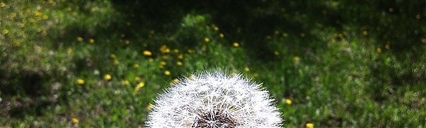 Чем дышал Владивосток с 21 по 31 мая 2014 года?