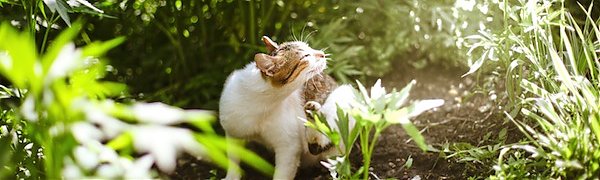 В континентальных районах Приморья по-прежнему жарко