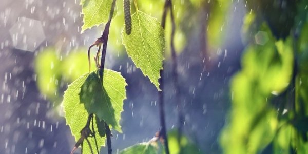 Экс-тайфун «Ноул» окажет влияние на погоду на Дальнем Востоке