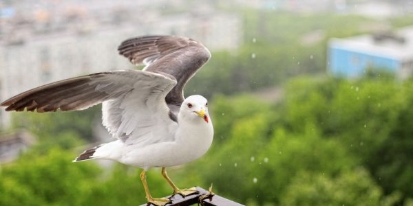 Циклон обрушил на Владивосток дожди и ветер рекордной силы