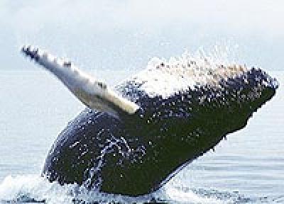 На побережье Охотского моря обнаружен мертвый кит