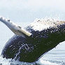 На побережье Охотского моря обнаружен мертвый кит