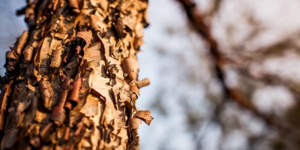 Середина февраля радует Приморье весенним теплом
