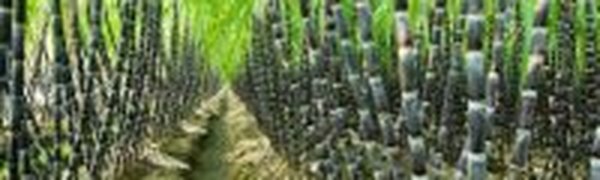 Сахарный тростник охлаждает климат
