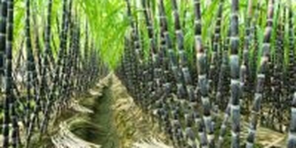 Сахарный тростник охлаждает климат