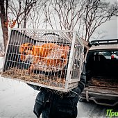 Сбитого машиной лиса после реабилитации выпустили на острове Русский