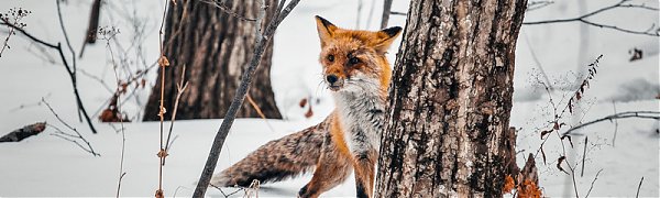 Сбитого машиной лиса после реабилитации выпустили на острове Русский