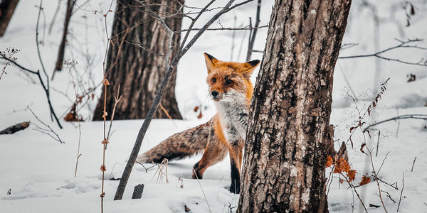 Сбитого машиной лиса после реабилитации выпустили на острове Русский