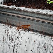 Сбитого машиной лиса после реабилитации выпустили на острове Русский
