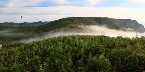 Дума одобрила передачу земель на Дальнем Востоке иностранцам
