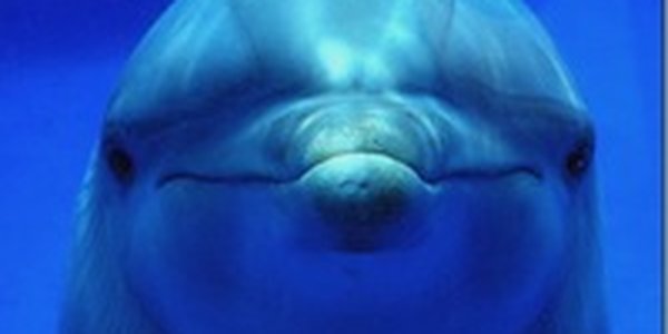 Какие животные предскажут результаты Игр в Сочи? 