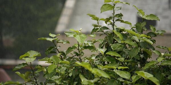 Июнь попрощается с Приморьем кратковременными дождями