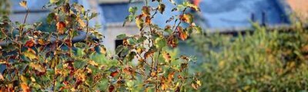 Среднесуточные температуры в Приморье по-прежнему ниже климатических значений