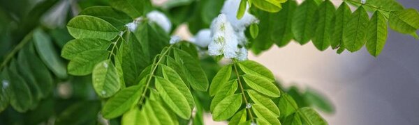 Метеостанции не зафиксировали выпадение снега в Приморье в ночь на 20 сентября