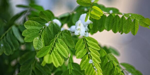 Метеостанции не зафиксировали выпадение снега в Приморье в ночь на 20 сентября