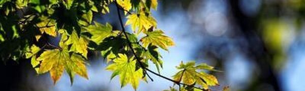 В среду китайский циклон прогреет воздух в Приморье до +23°C