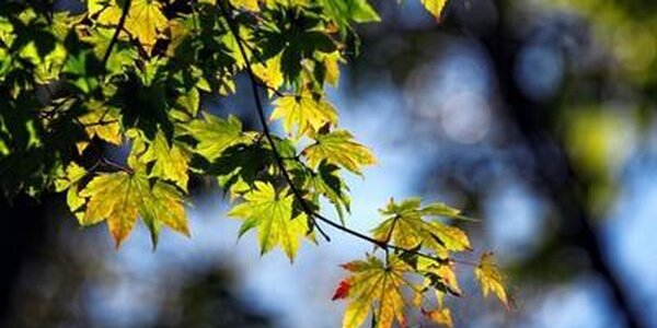 В среду китайский циклон прогреет воздух в Приморье до +23°C