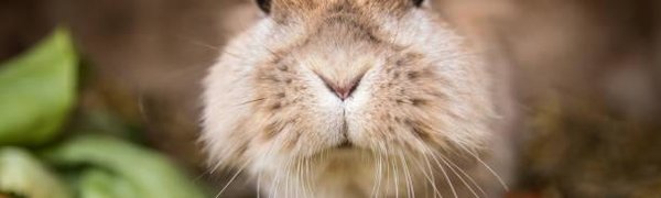 Шотландскому приюту для животных пожертвовали сотни щёток для туши