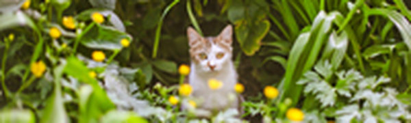 Поднимаем настроение: Солнечные коты