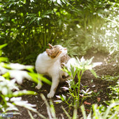 Поднимаем настроение: Солнечные коты
