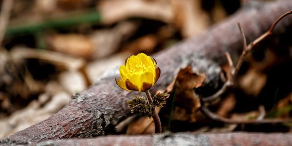 Окончание зимы в Приморье отметится потеплением до +11 °C